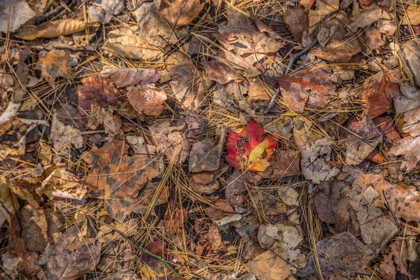 秋天的一个阳光灿烂的日子里 一片色彩艳丽的叶子完好无损地躺在满是褐色和风化叶子的森林地面上 — 图库照片