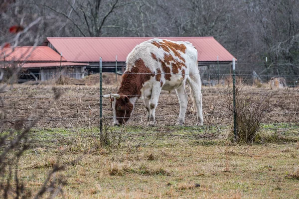 Uma Vaca Marrom Branca Tamanho Completo Com Chifres Pastando Campo — Fotografia de Stock