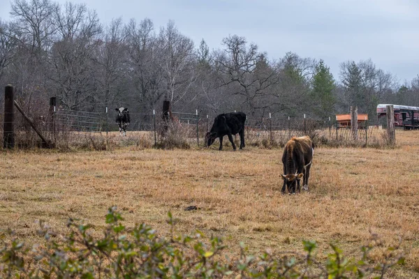 Algunas Vacas Mixtas Tamaño Completo Algunas Con Cuernos Pastando Tranquilamente —  Fotos de Stock