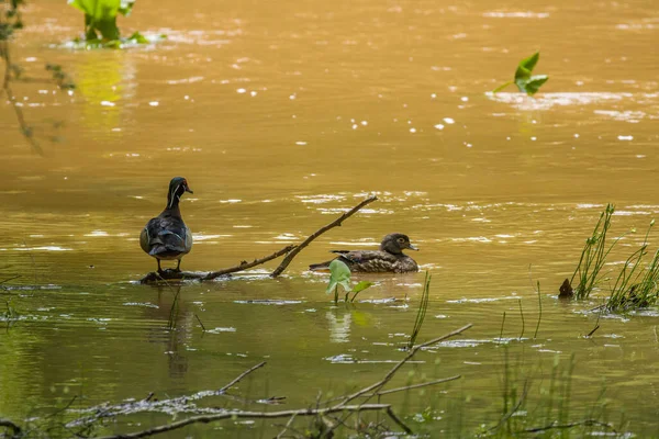 Pato Madeira Macho Fêmea Nas Zonas Húmidas Está Água Nadando — Fotografia de Stock
