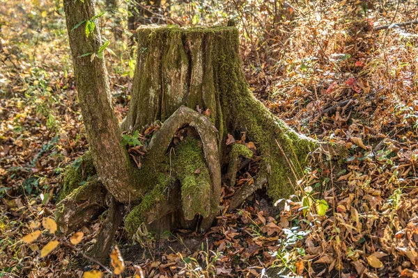 Partial view of a tree growing out of a tree trunk covered with moss and surrounded by fallen leaves in a forest in autumn