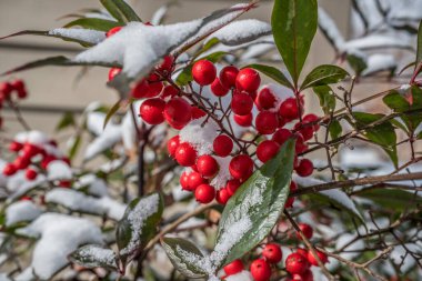 Kış mevsiminin güneşli ve soğuk bir gününde Nandina çalılarının parlak kırmızı meyvelerinde kar ve buz manzarası