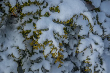 Kışın soğuk bir günde, daima yeşil bir çalılığın dallarını kaplayan karın yakın görüntüsü.