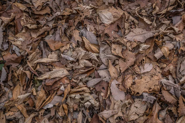 Looking down on the forest floor covered with fallen leaves from autumn curled crushed and twisted decaying into the soil closeup view backgrounds and textures