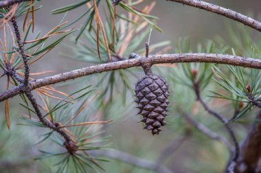 Closeup view of one unopened brown pinecone ready to open attached to the branch of a pine tree surrounded by branches of needles in a forest