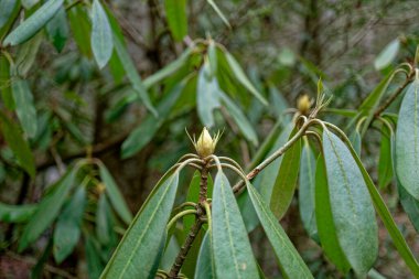 Rhododendron bushes starting to bud growing wild in the forest closeup view of a new bud and foliage in late wintertime