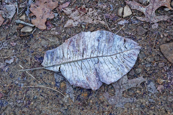 A large leaf of a bigleaf magnolia tree laying flat upside down on the wet trail surrounded by other fallen leaves in the forest closeup view in wintertime