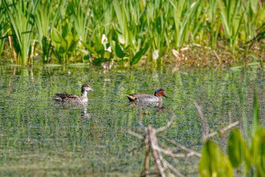 A pair of green-winged teal ducks male and female swimming together between the aquatic plants in the wetlands at a wildlife refuge on a bright sunny day in springtime