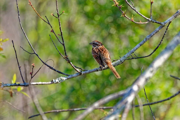 Oiseau Moineau Chanteur Reposant Perché Sur Une Branche Dessus Arbre — Photo