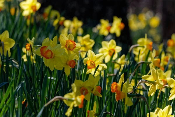 在早春的时候 黄色水仙花的低调特写 黄色的水仙花中心有橙色的褶皱 生长在一片田野里 旁边是一片阳光普照的森林 — 图库照片