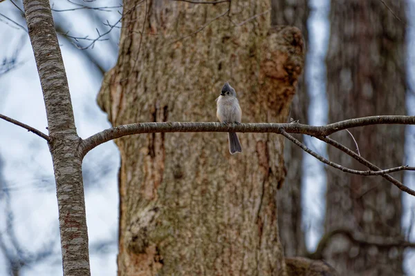 在春天的特写中 一只成年的山雀栖息在树枝上 在晴朗的一天休息 — 图库照片