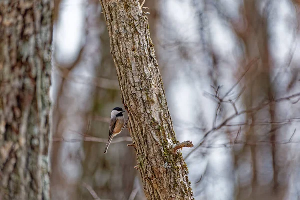 Pássaro Chickadee Trazendo Detritos Florestais Buraco Uma Árvore Para Fazer — Fotografia de Stock