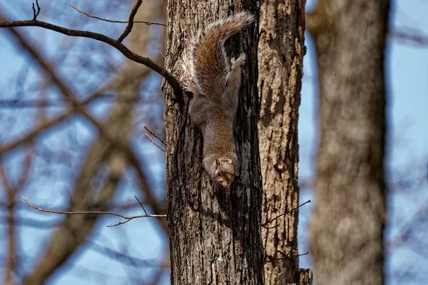 Ein Erwachsenes Eichhörnchen Das Langsam Den Stamm Des Baumes Hinuntergeht — Stockfoto