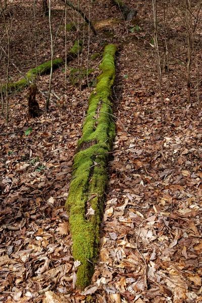 Kış Sonlarında Yapraklarla Çevrili Ormandaki Yosunlarla Kaplı Bir Ağaçtan Geriye — Stok fotoğraf