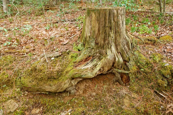 Kesik Ağacın Tabanı Hala Yamaçta Gömülü Kökleri Kütüğün Yakın Çekim — Stok fotoğraf