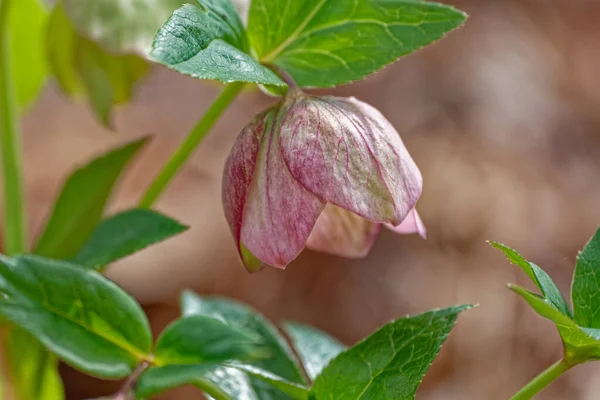 Pojedynczy Różowawy Hellebore Kwiat Kwiecie Wiszący Dół Łodydze Listowia Zbliżenie — Zdjęcie stockowe