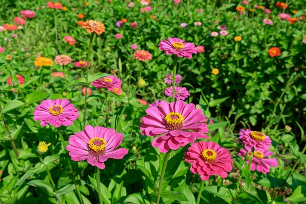Bright Colorful Field Full Blooming Zinnias Closeup Hot Sunny Day — Stock Photo, Image