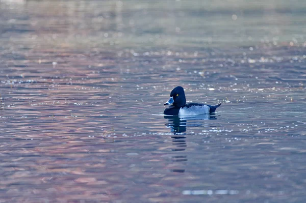 冬季早些时候 一只环颈成年雄鸭独自在湖中游泳的特写 — 图库照片