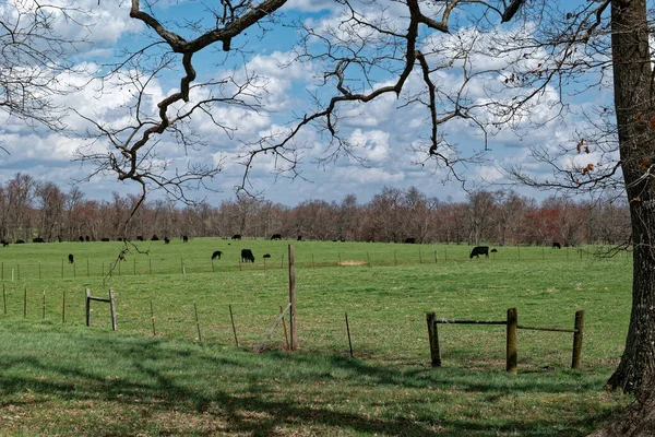 Vacas Pretas Com Bezerros Campo Fazenda Pastando Cercado Por Uma — Fotografia de Stock