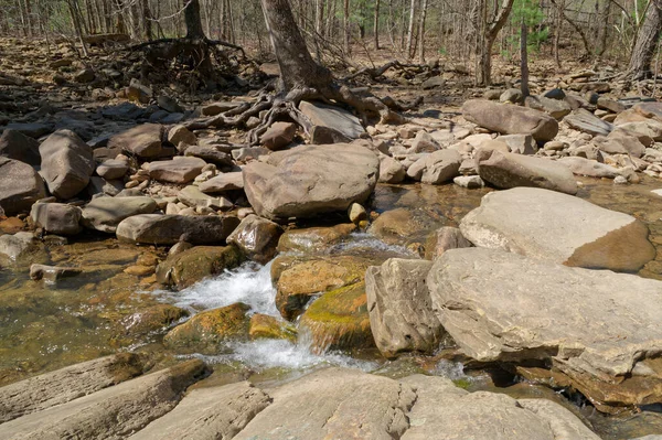 岩肌に根が露出し 早春の晴れた日に森を背景に川の岩の間に水を撒く木 — ストック写真