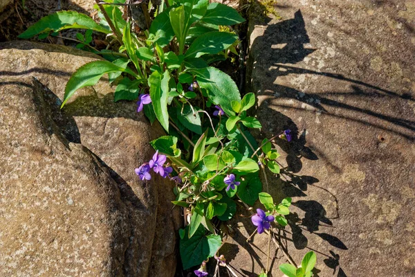 Grupo Violetas Púrpuras Creciendo Una Grieta Entre Grandes Rocas Vista —  Fotos de Stock