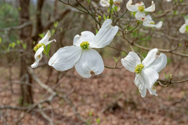 Duże Bia Kwiaty Wgl Bliska Êzi Drzewa Dogwood Kwitn Cego — Zdjęcie stockowe