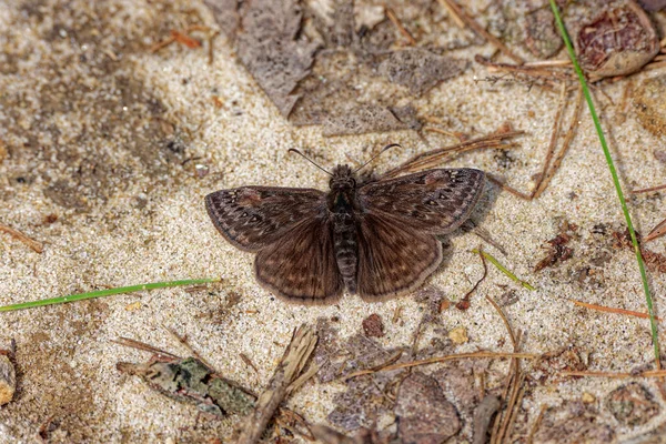 白い斑点のある小さな茶色は蛾のように見えますが 早い春の晴れた日に湖の近くの砂の地面に翼が完全に開いている眠い夕暮れ蝶として知られています — ストック写真