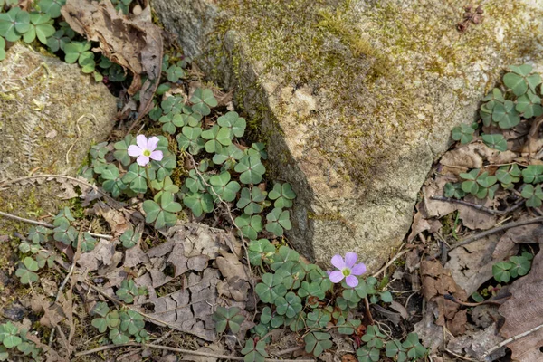 Common Oxalis Growing Rocks Forest Floor Tiny Purple Flowers Shamrock — Stock Photo, Image