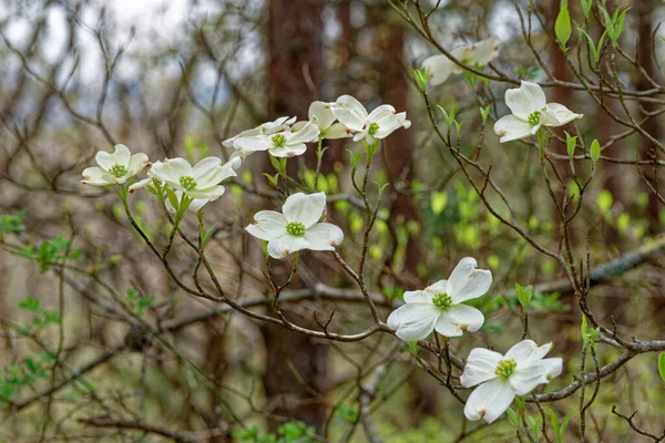 Duży Biały Spodek Kształt Kwiaty Kwitną Gałęziach Dogwood Drzewo Zbliżenie — Zdjęcie stockowe
