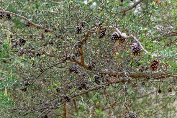 Gałęzie Sosny Przymocowanymi Szyszkami Ubiegłego Sezonu Które Otwarte Zrzucając Nasiona — Zdjęcie stockowe
