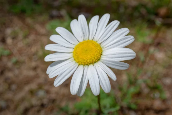 Opened White Yellow Center Oxeye Daisy Flower Bloom Sunny Day — Stock Photo, Image