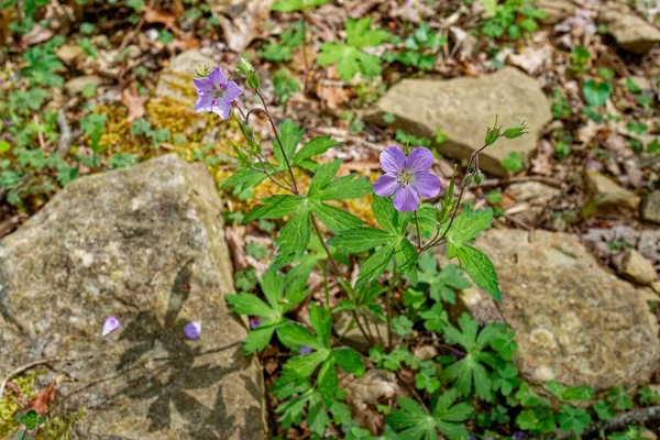 Color Púrpura Salvaje Geranio Plantas Que Crecen Entre Dos Rocas — Foto de Stock