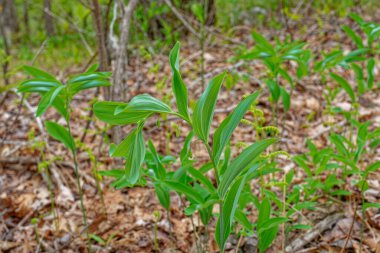 Süleyman 'ın mührü, baharda çiçek açmaya hazır küçük çiçek tomurcuklarıyla birlikte orman zemininden çıkıyor.