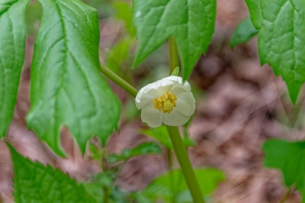 Mały Biały Żółtym Centrum Kwiat Kwitnący Łodygi Pod Mayapple Roślin — Zdjęcie stockowe