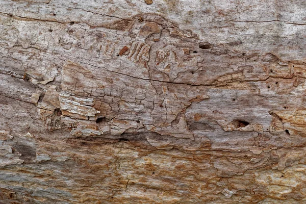 Ένα Πεσμένο Δέντρο Νεκρό Ακατέργαστο Χωρίς Φλοιό Φύση Παίρνει Την — Φωτογραφία Αρχείου