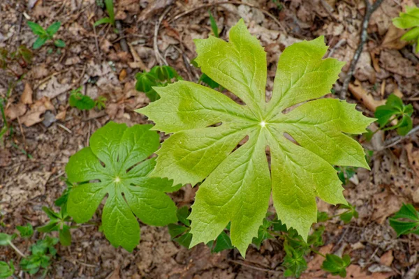 Looking Tops Emerging Mayapple Plants Surrounded Fallen Leaves Forest Springtime — Stock Photo, Image