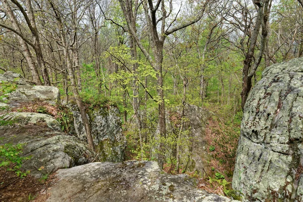 Standing Edge Top Boulders Looking Forest Black Mountain Tennessee Springtime — Stock Photo, Image