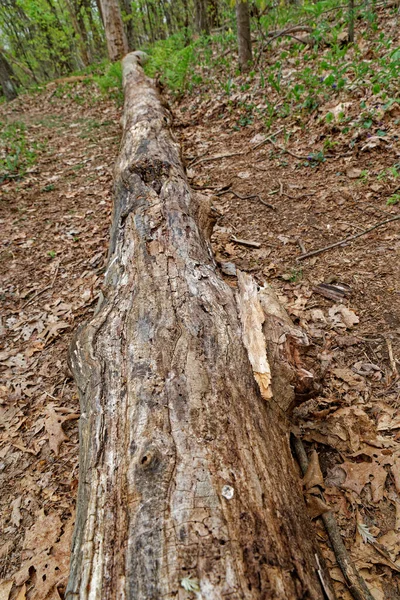 Çürümüş Bir Ağaç Ilkbaharda Ormanlık Alanda Kabuksuz Bir Şekilde Yere — Stok fotoğraf
