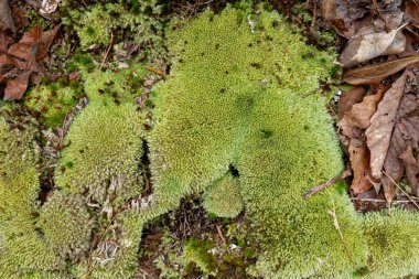 Topraktan çıkan kısmi kaya, ilkbaharda orman zemininde düşen yapraklarla çevrili yeşil yosunlardan oluşan küçük yoğun bir halı ile kaplı.