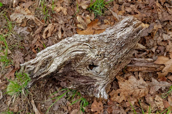 Частина Дерева Мертва Гнилі Унікальними Візерунками Лежать Землі Оточенні Опалого — стокове фото