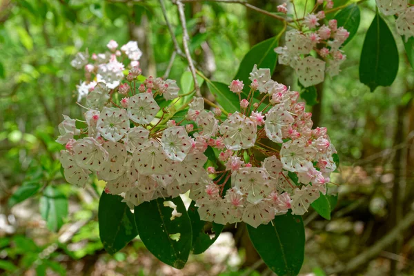 Two clusters together of blooming mountain laurel flowers with buds still to open on a branch with foliage hanging downwards closeup view in the shade in springtime