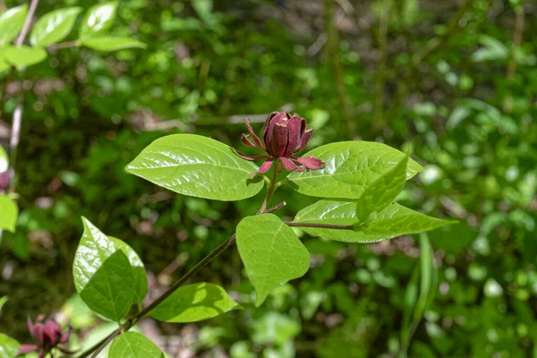 Arbusto Pimenta Carolina Com Uma Flor Vermelha Totalmente Aberta Com — Fotografia de Stock