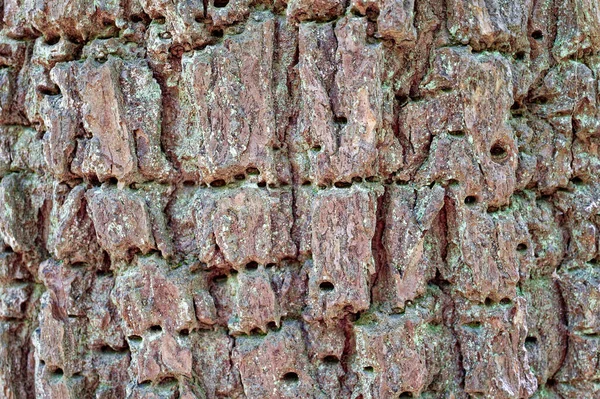 Casca Árvore Texturizada Com Minúsculos Buracos Vista Closeup Para Fundos — Fotografia de Stock