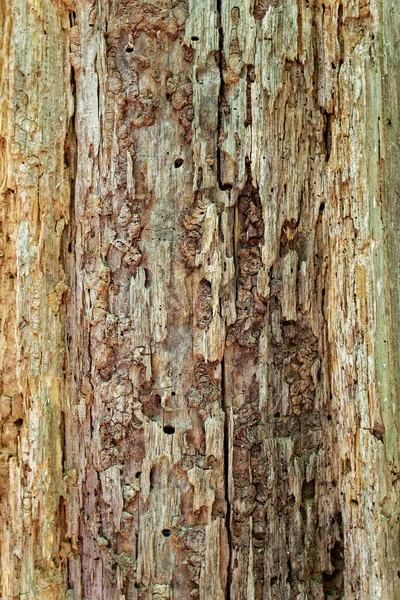 Textury Barvy Rozkládajícího Hnijícího Stromu Bez Kůry Hmyzími Otvory Prasklinami — Stock fotografie