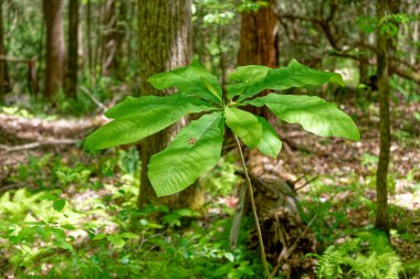 A new Bigleaf magnolia plant from seedling growing into a large tree that will have huge leaves growing wild in a forest in springtime clipart