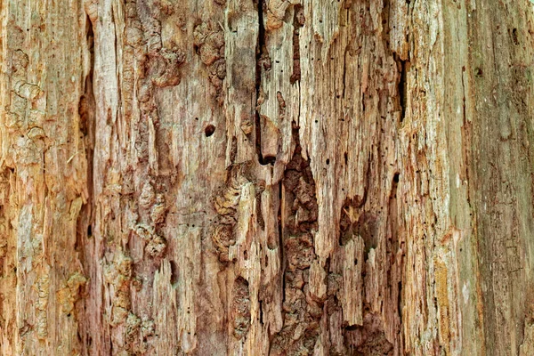 Мертвое Дерево Стоящее Коры Гниющей Сердцевиной Показывающее Много Слоев Гниения — стоковое фото