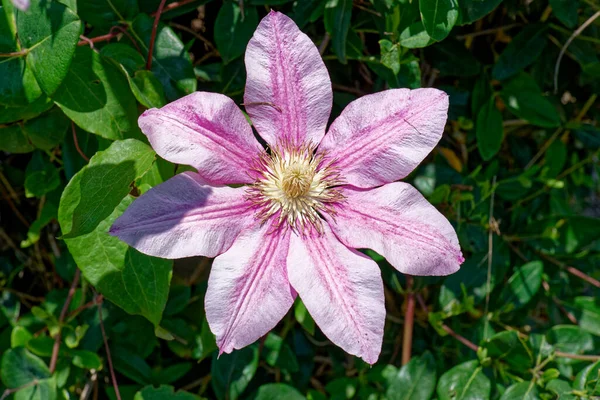 Velká Otevřená Fialová Purpurová Květy Klematis Plném Květu Bílým Středem — Stock fotografie
