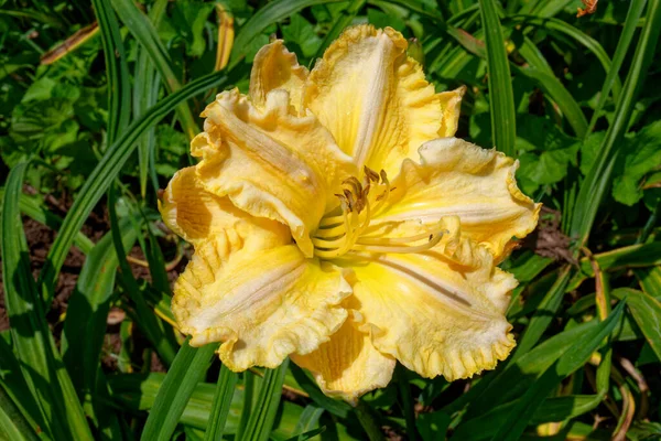 Jasny Żółty Brzoskwiniowy Kolor Nabrzmiały Kwiat Lilii Pełnym Rozkwicie Pyłkiem — Zdjęcie stockowe