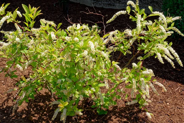 Pequeño Dulce Pequeño Arbusto Henry Verde Brillante Con Largos Racimos —  Fotos de Stock