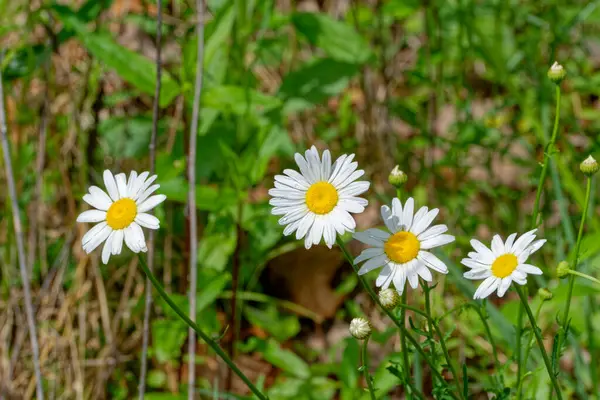 Alguns Flor Totalmente Aberto Margaridas Selvagens Brancas Crescendo Campo Com — Fotografia de Stock